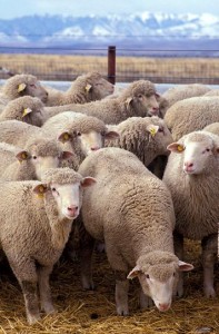 So kennt man Schafe bisher - auf der Weide.